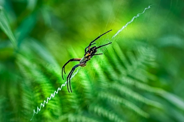 spider hanging upside down on the nch of a leaf