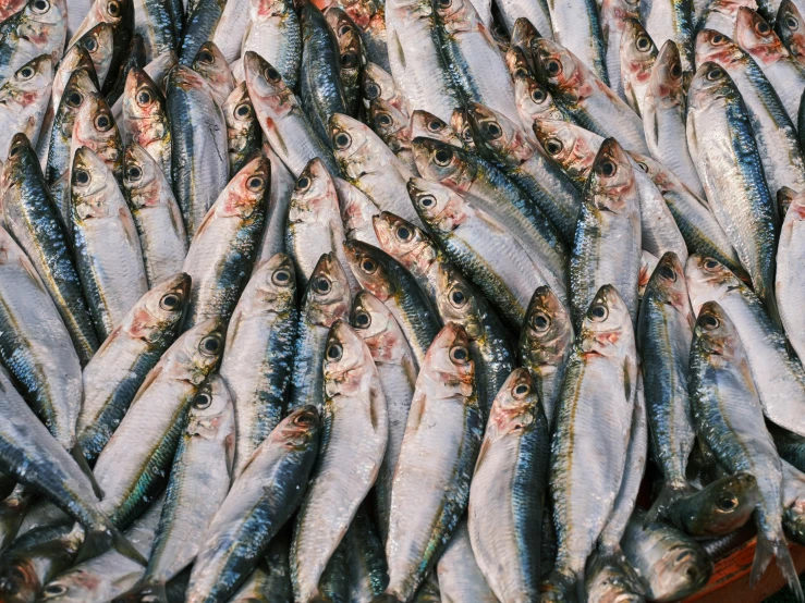 a large amount of fish on display for sale