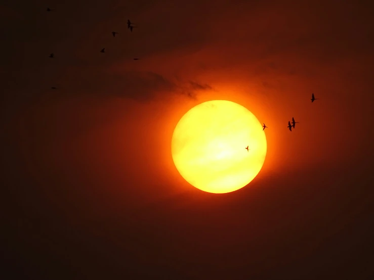 birds fly by a large sun in the sky