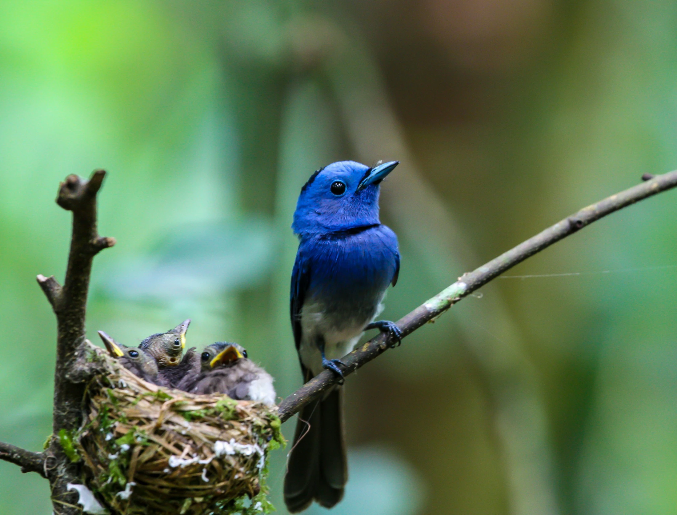 the small bird has its nest on the tree limb