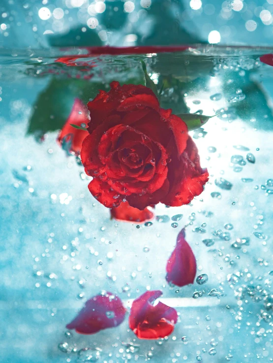 an artistic po of the water and a rose