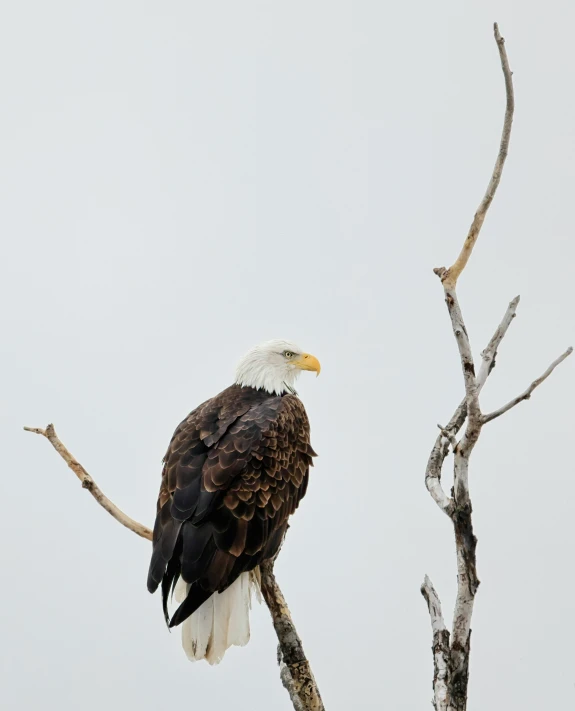 a bald eagle sitting on a thin nch