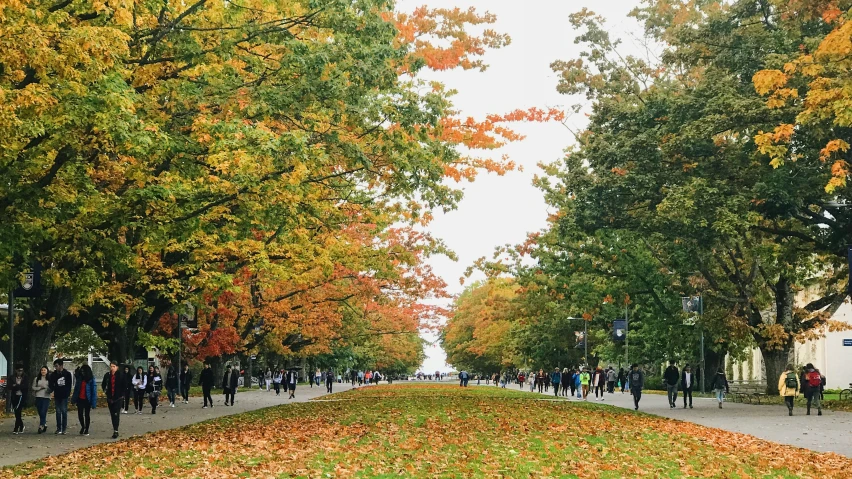 the path is lined with green trees and brown leaves