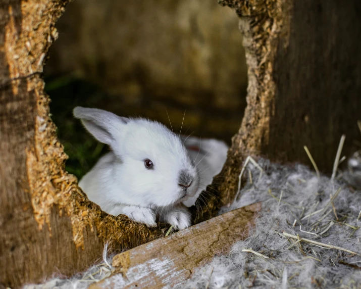 a rabbit sitting inside a hole in the grass