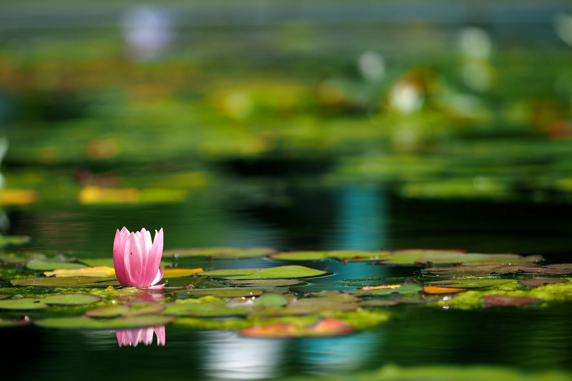 pink waterlily in a pond with lily pads