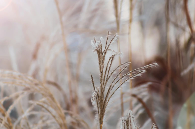 a field of tall brown grass covered in frost