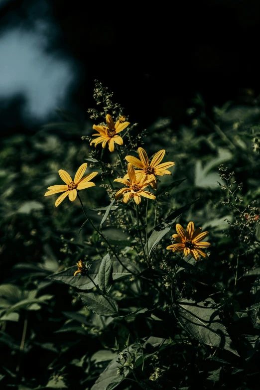 several yellow flowers that are growing in some grass