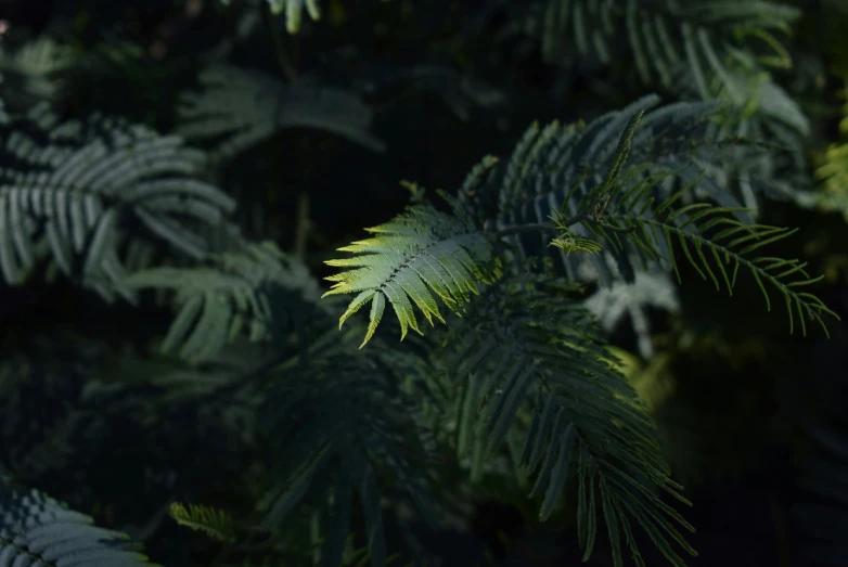 the leafy plant has been frolicking in the dark