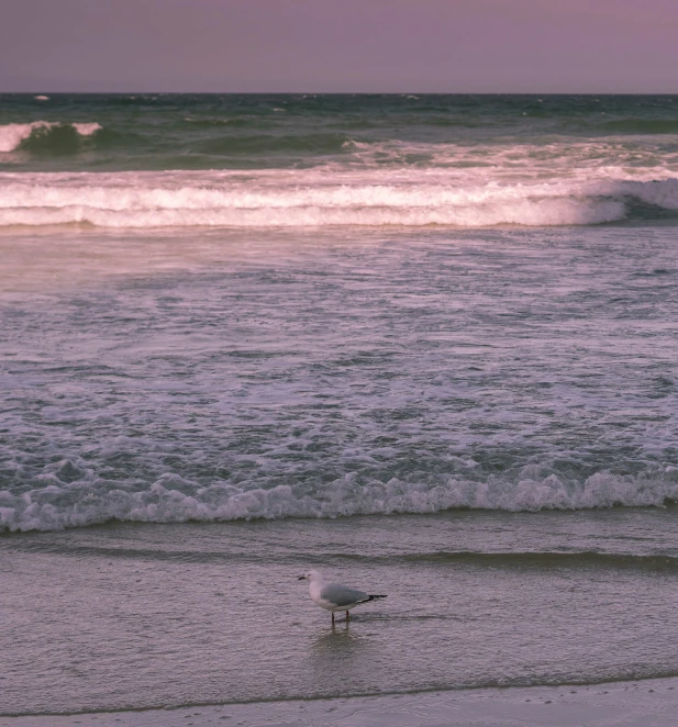 seagulls walking on the sand of an ocean beach