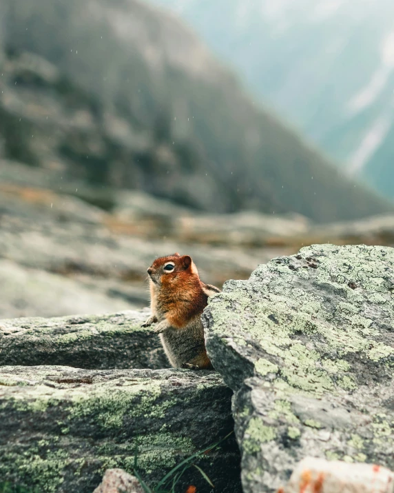 a red squirrel standing on the edge of rocks