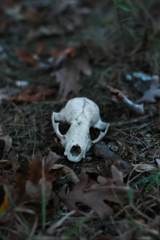 a animal skull lying on the ground