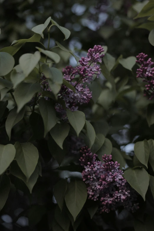 a bush of lilacs and leaves are blooming in the evening