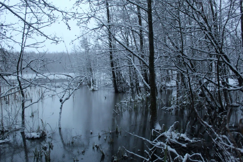 a bunch of trees with a lot of snow on it