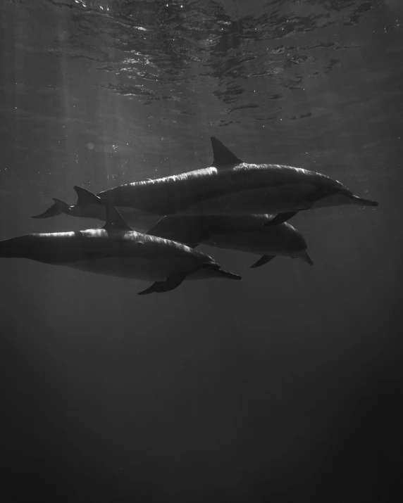 a couple of dolphin swimming near each other under water