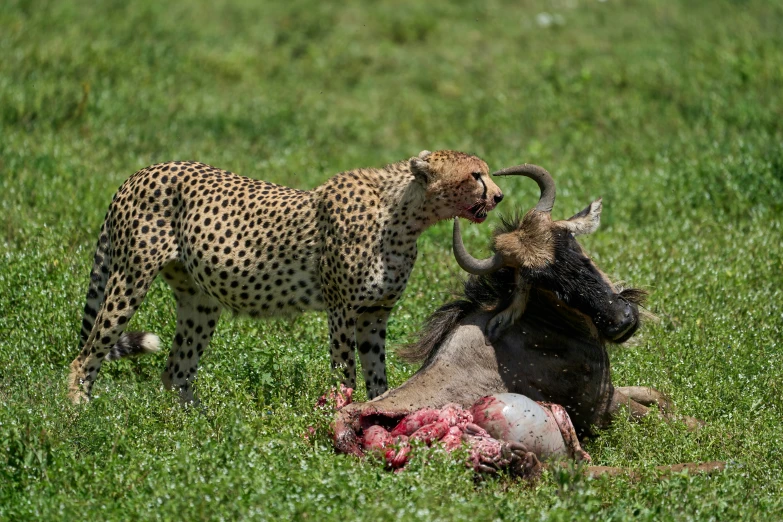 a cheetah attacking another animal on the head