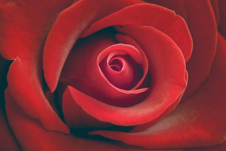 a beautiful red rose flower has petals open