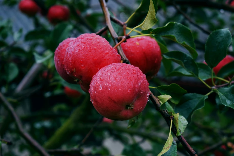 wet apples are hanging from the nches of a tree