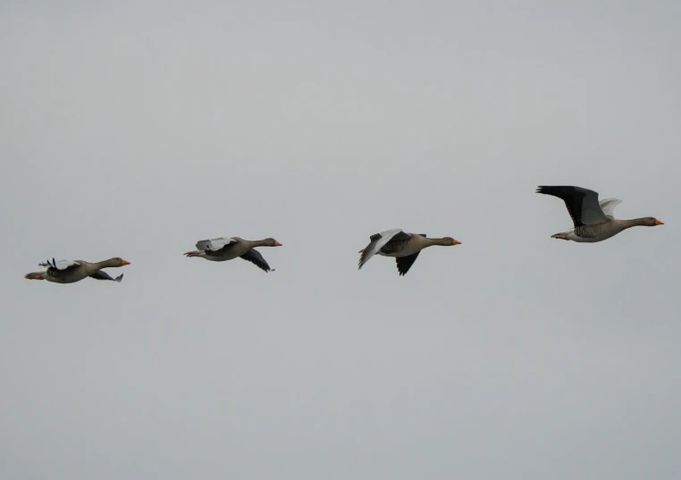 a group of birds flying across the sky