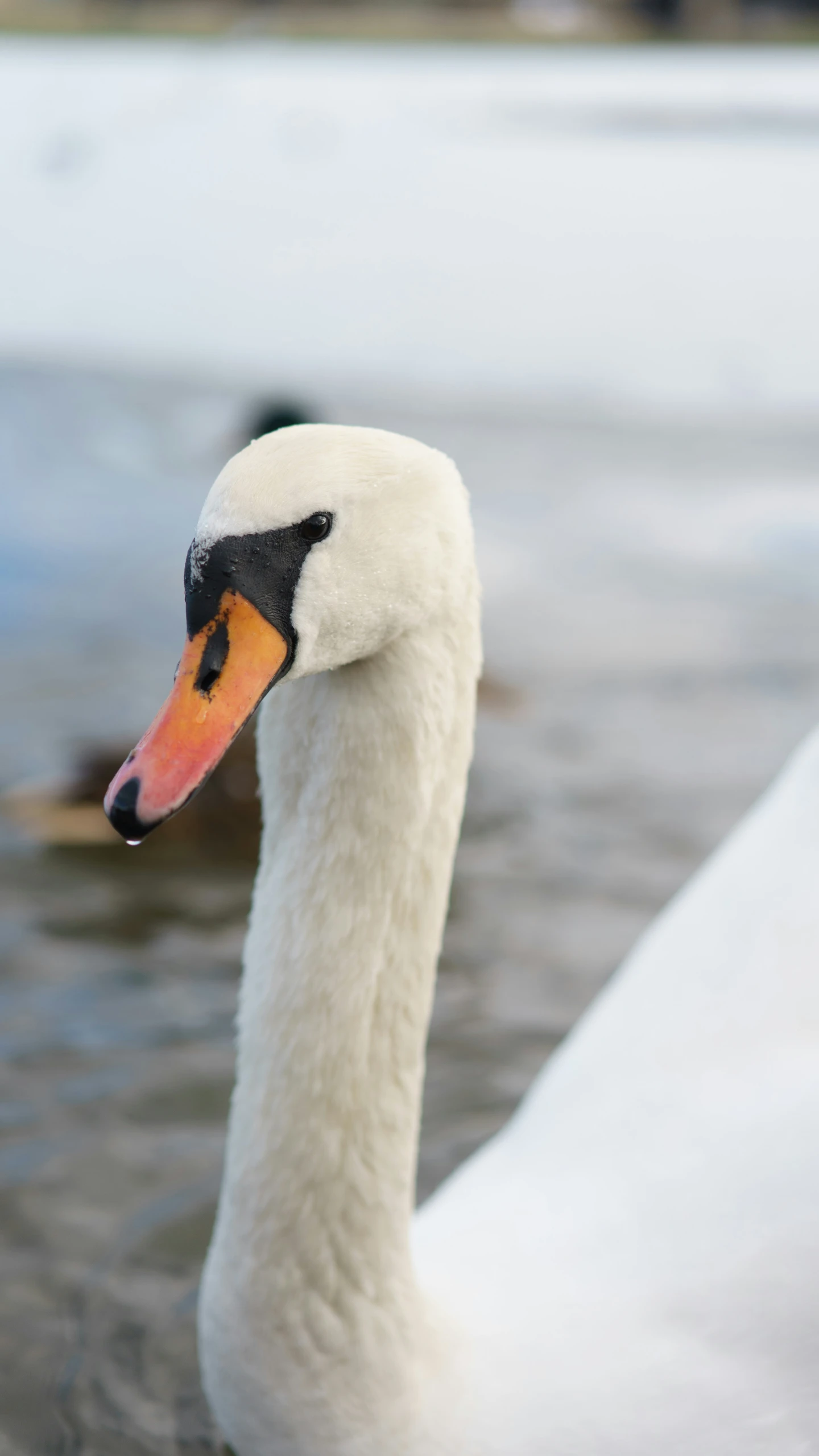 a close - up of a duck on water's edge with two other ducks in the background