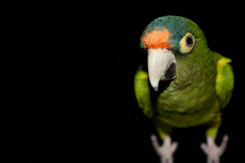 a green bird with an orange beak