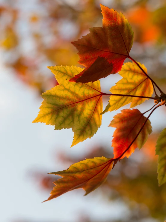 colorful leaves of various colors are growing up on a nch