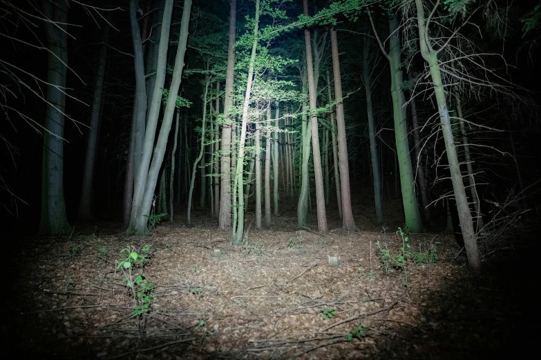 an image of a forest that looks incredible at night