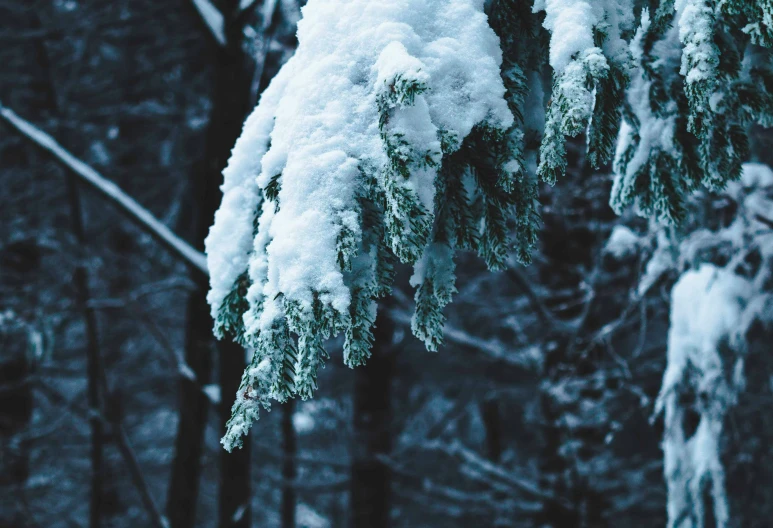 snow covered nches of evergreen tree near trees