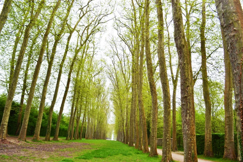 the road has trees near it on both sides