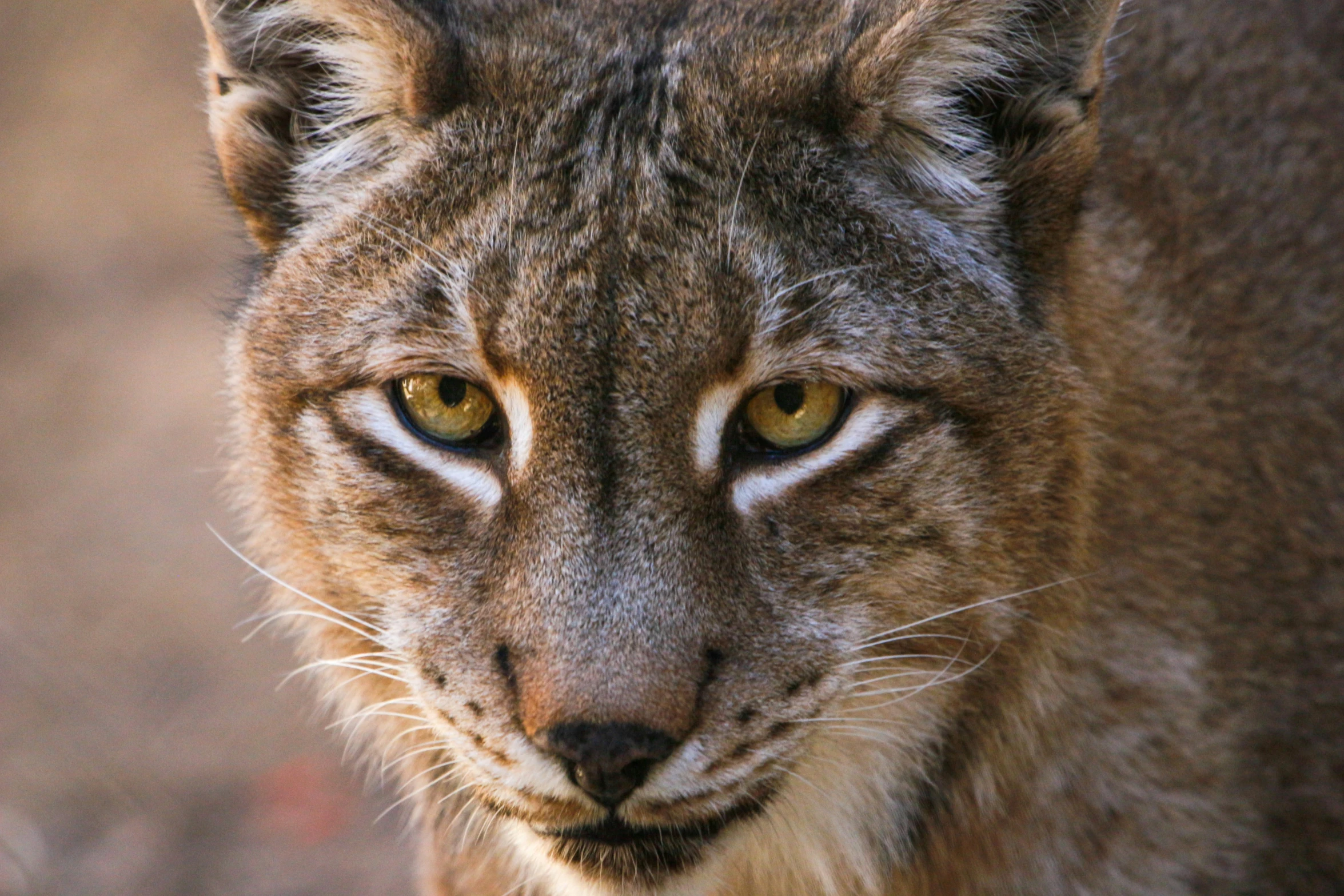 a close up po of a cat with bright yellow eyes