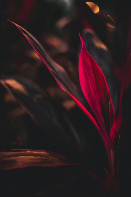 a red flower is in the foreground, as it grows