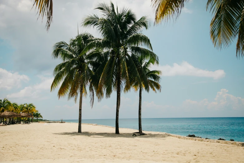 an ocean view with several palm trees and the sky