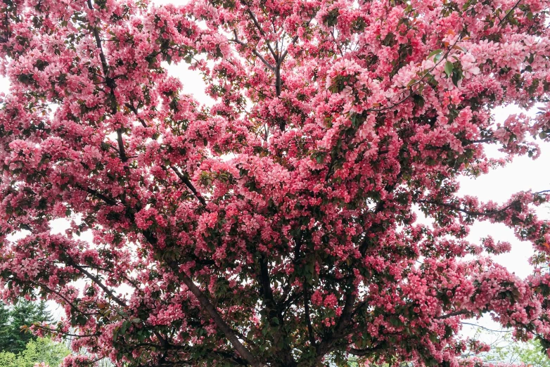 the trees are all blooming very beautifully