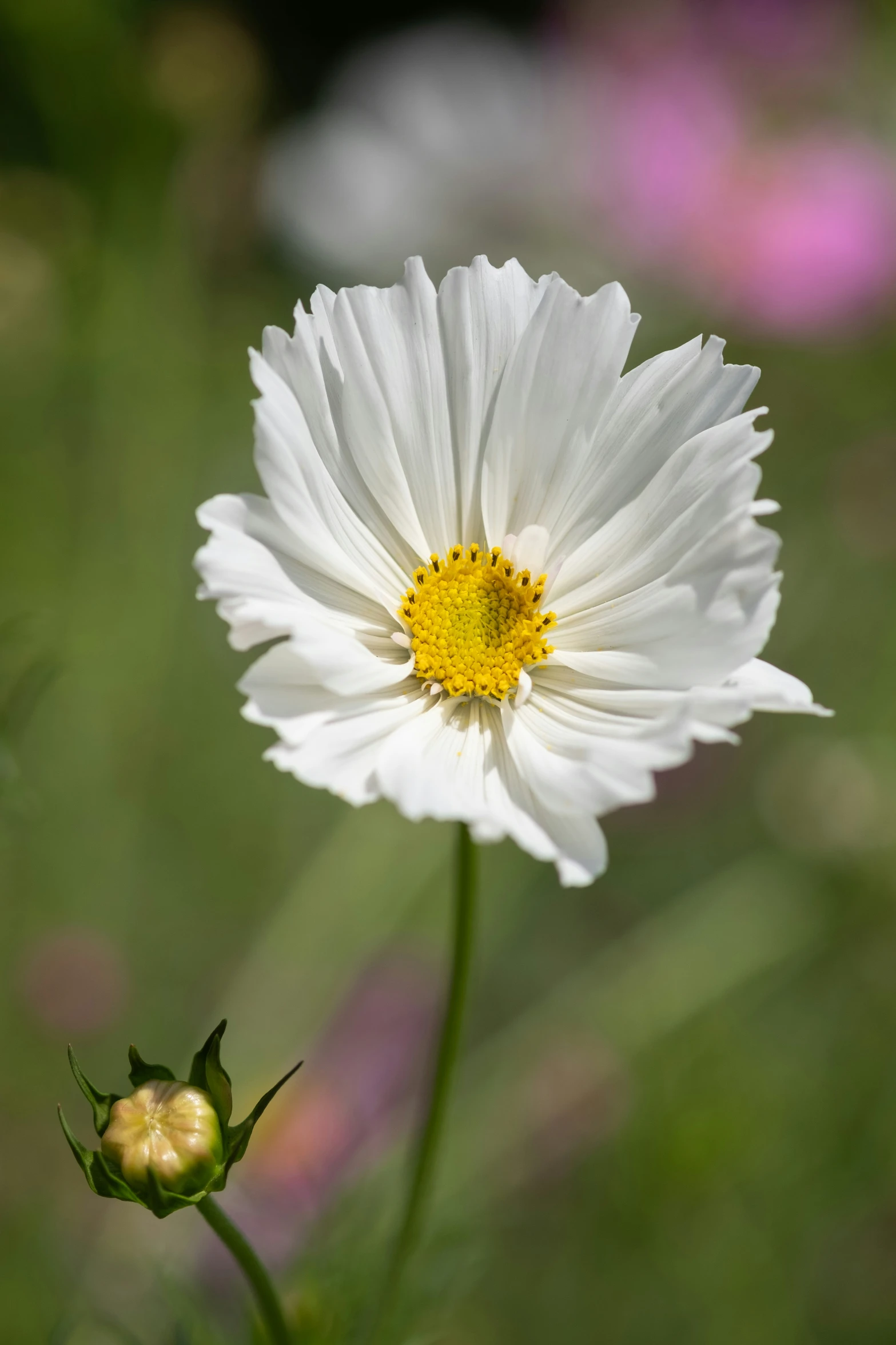 a small white flower in a field with lots of purple and white flowers