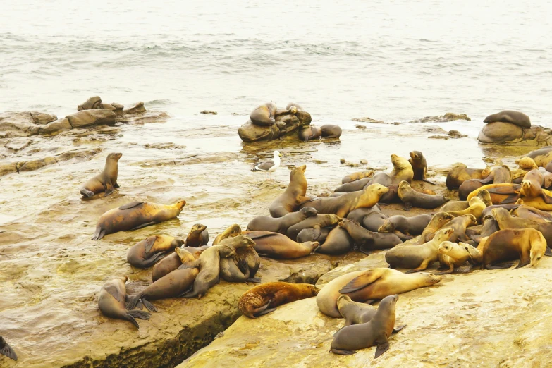 a group of sealions on some rocks near the water