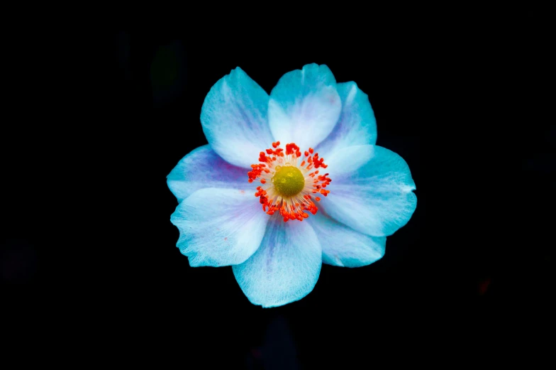 a blue flower with yellow center is shown against a black background