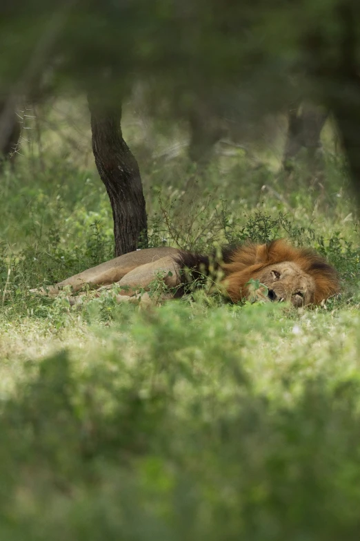 a male lion and a baby lion lying on the grass