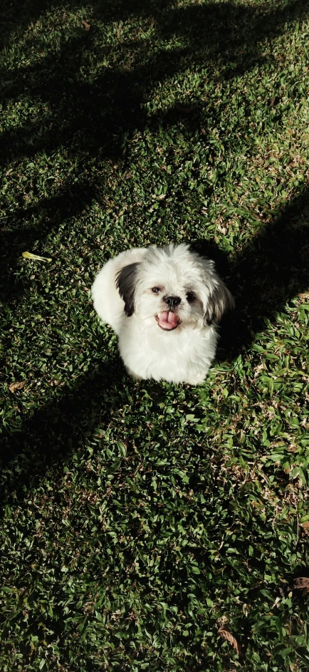 a dog laying on a green grass covered park