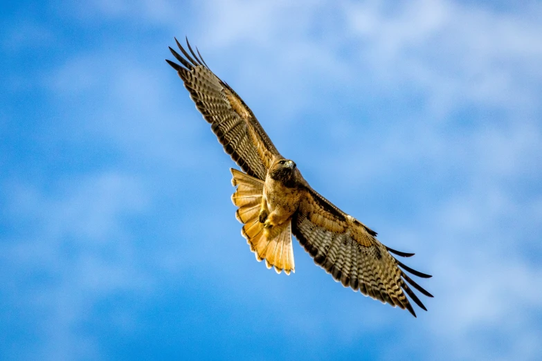 a hawk flying in the sky during a cloudy day