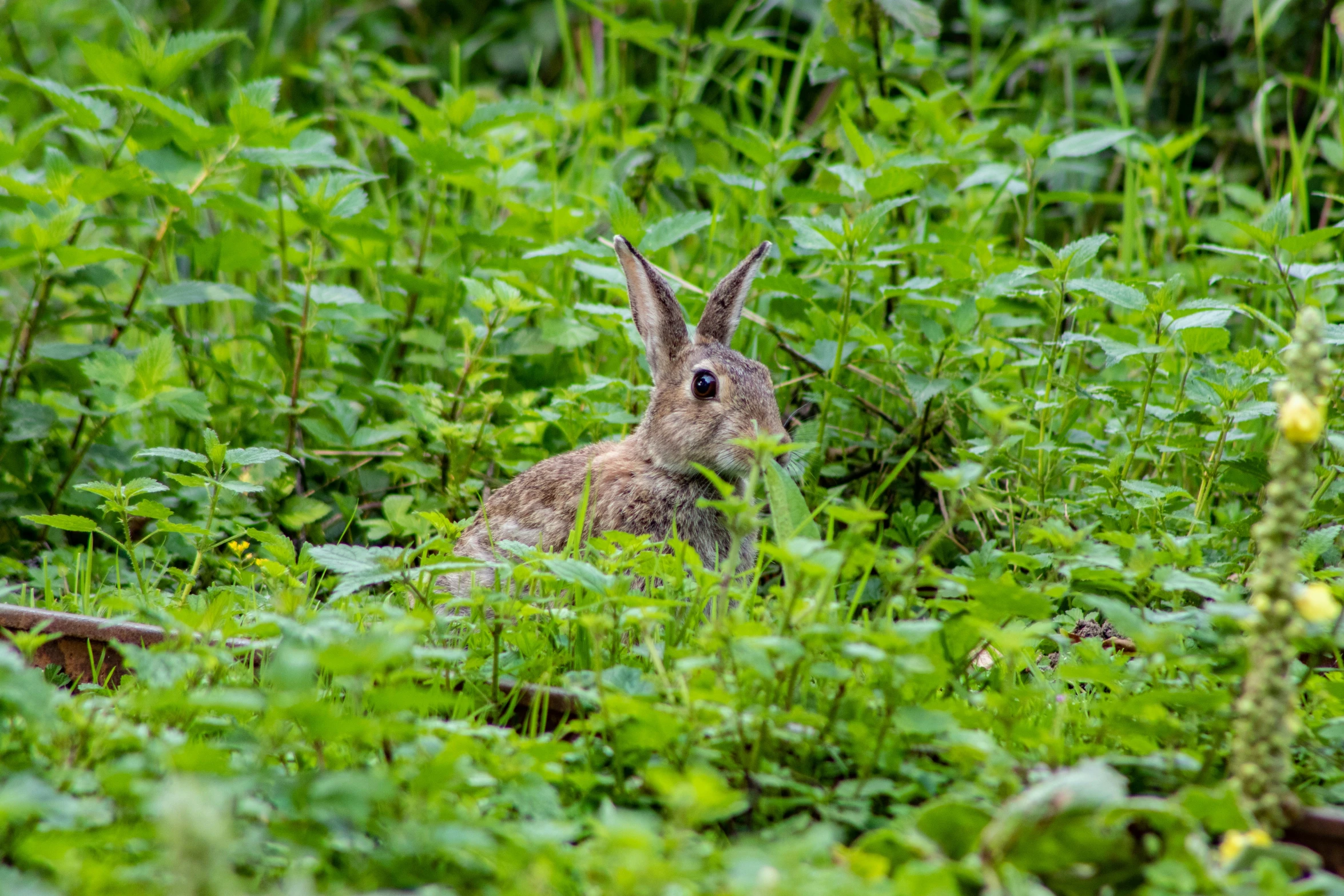 a rabbit is sitting in tall grass