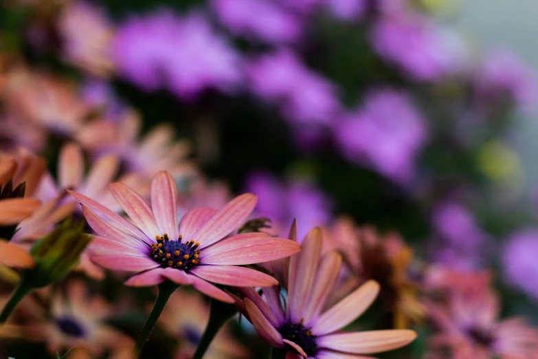 the flowers are blooming outside near a field