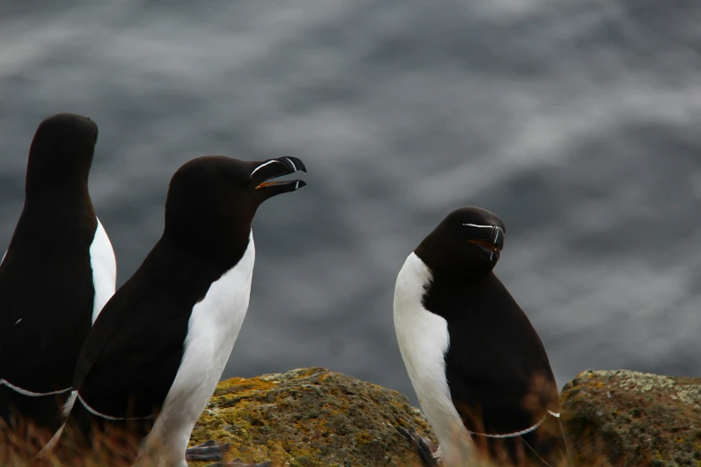 a couple of sea birds standing on top of rocks