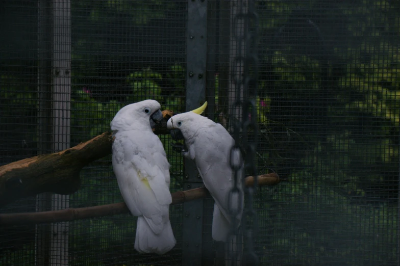 two white parrots interacting at the same time