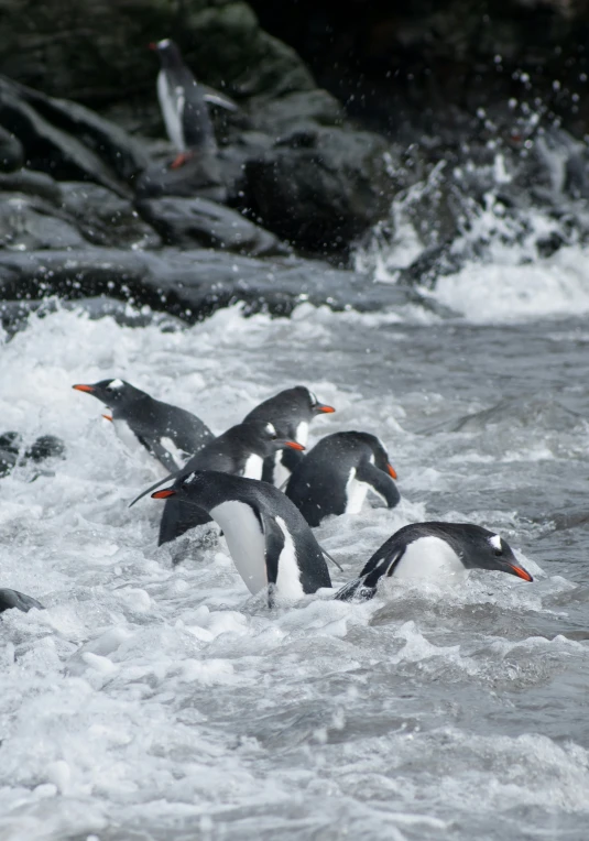 a number of birds in the water near a rock