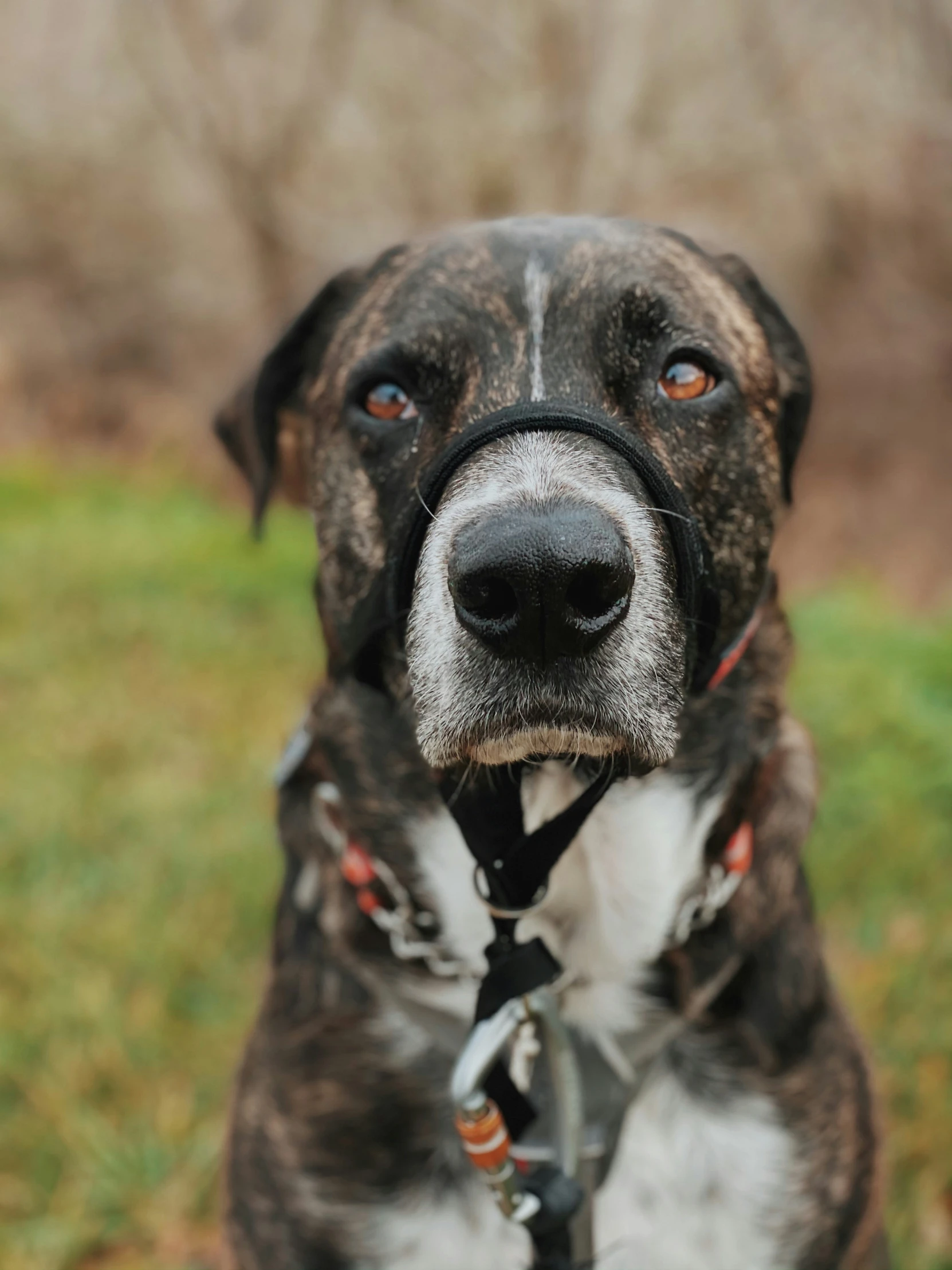 the dog's harness on his neck is tied to a chain