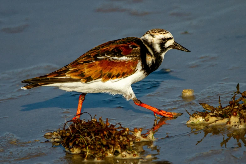 a brown and white bird is walking near some plants