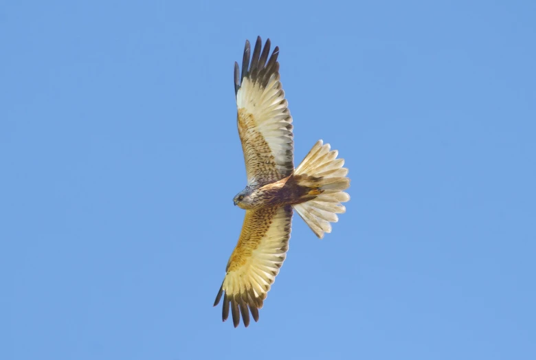 a small bird that is flying through the sky