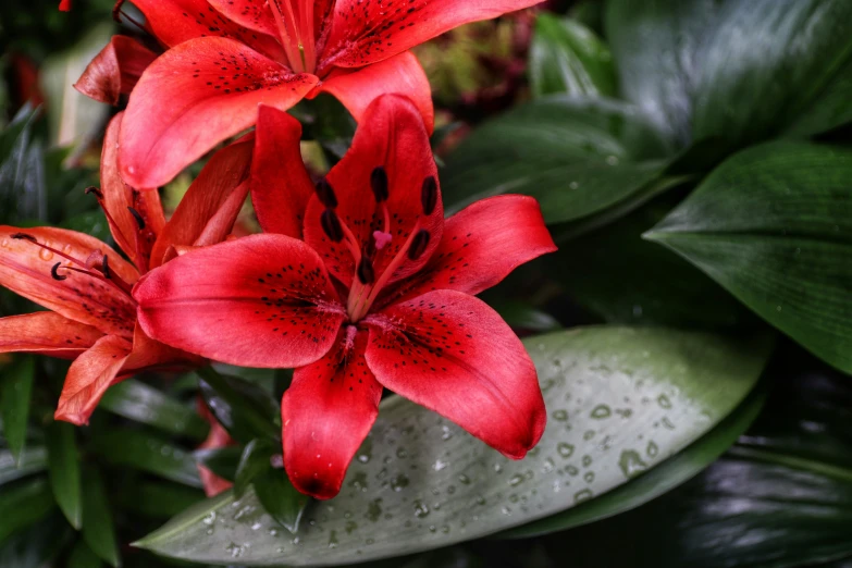 red flowers are blooming on the green leaves