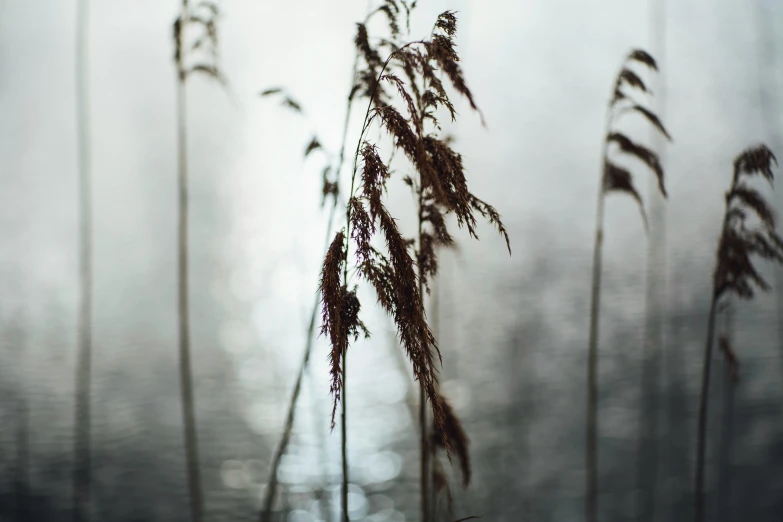 grasses and mist blowing in the air