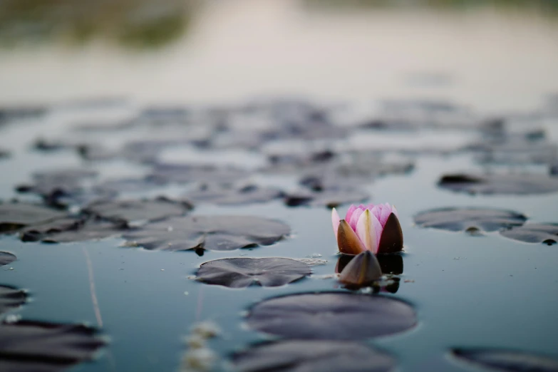 a flower sits in the middle of the water