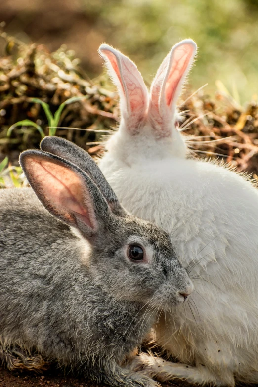 two rabbits in the grass sitting next to each other